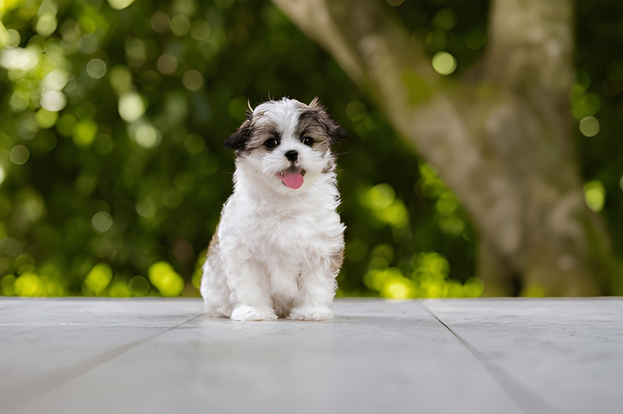 Shih Tzu Pet Placement Program