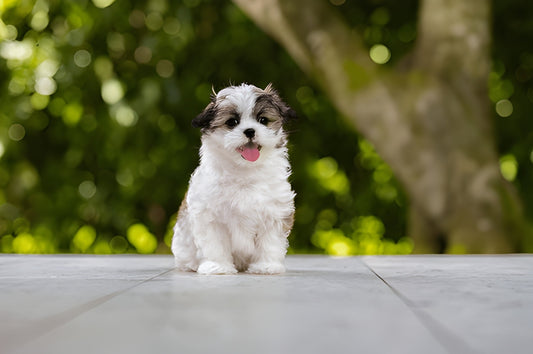 Shih Tzu Pet Placement Program