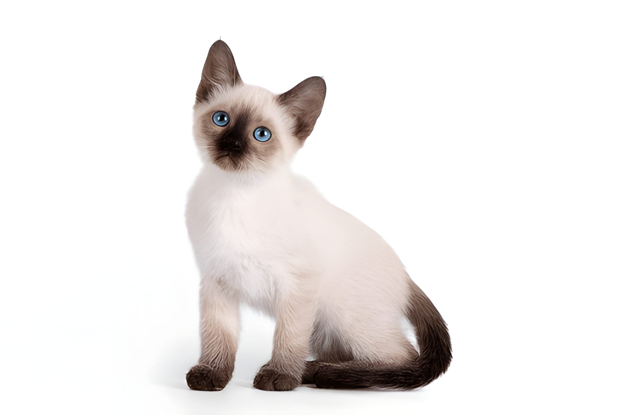 Siamese Pet Placement Program