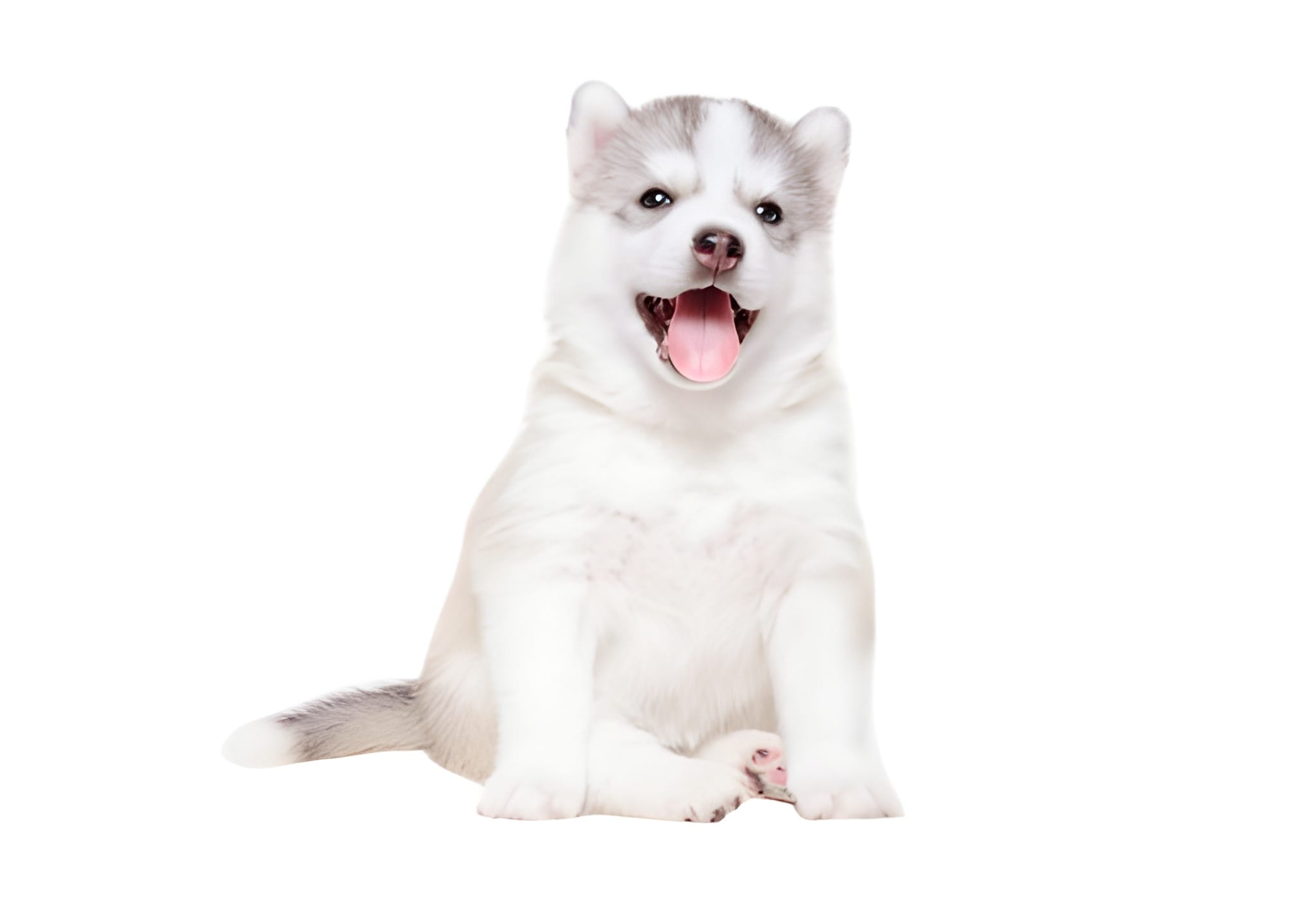 Siberian Husky Pet Placement Program
