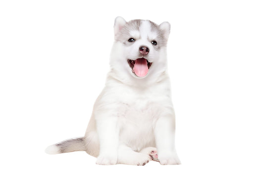 Siberian Husky Pet Placement Program