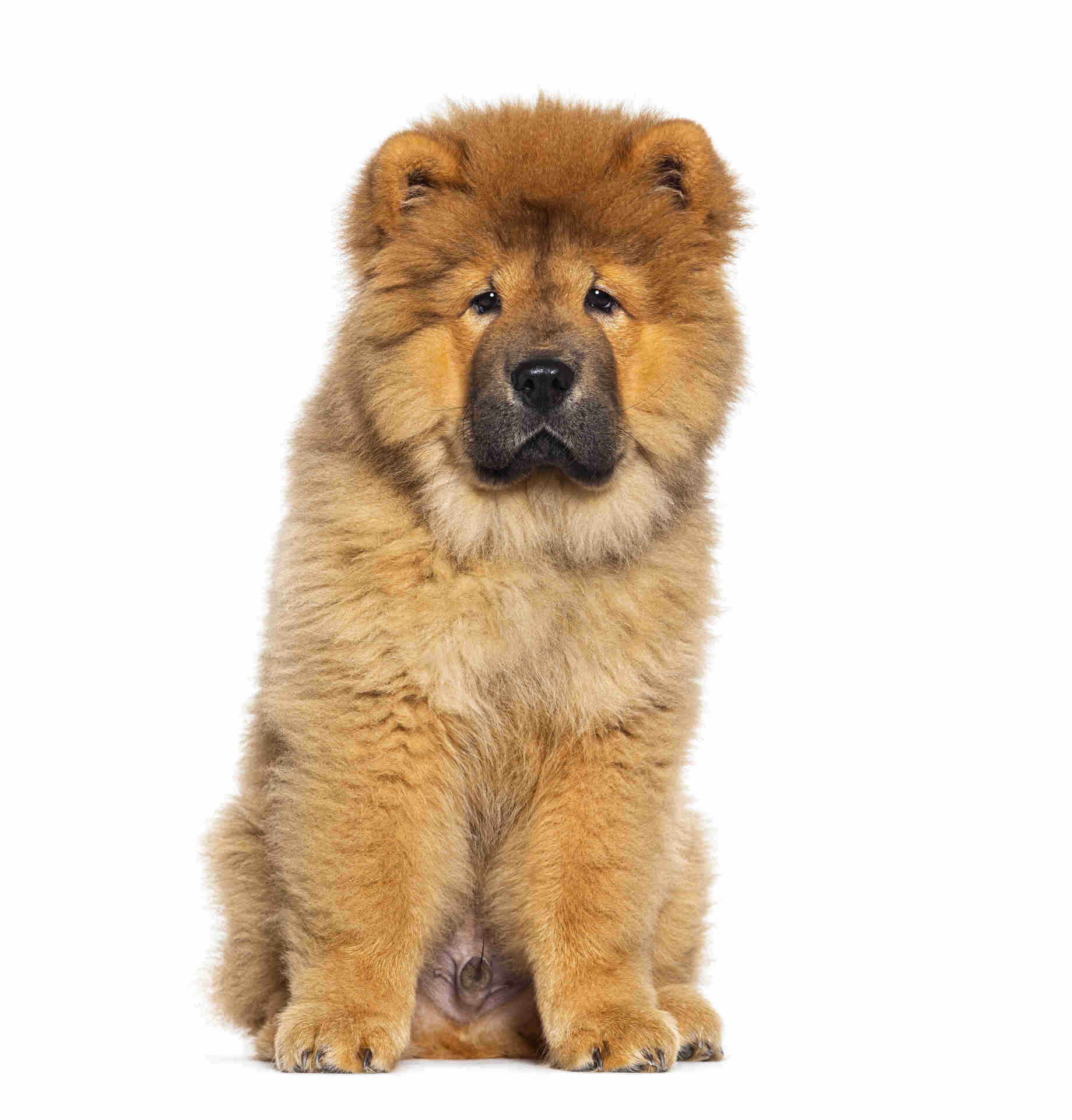 Chow Chow dog sitting on a white background