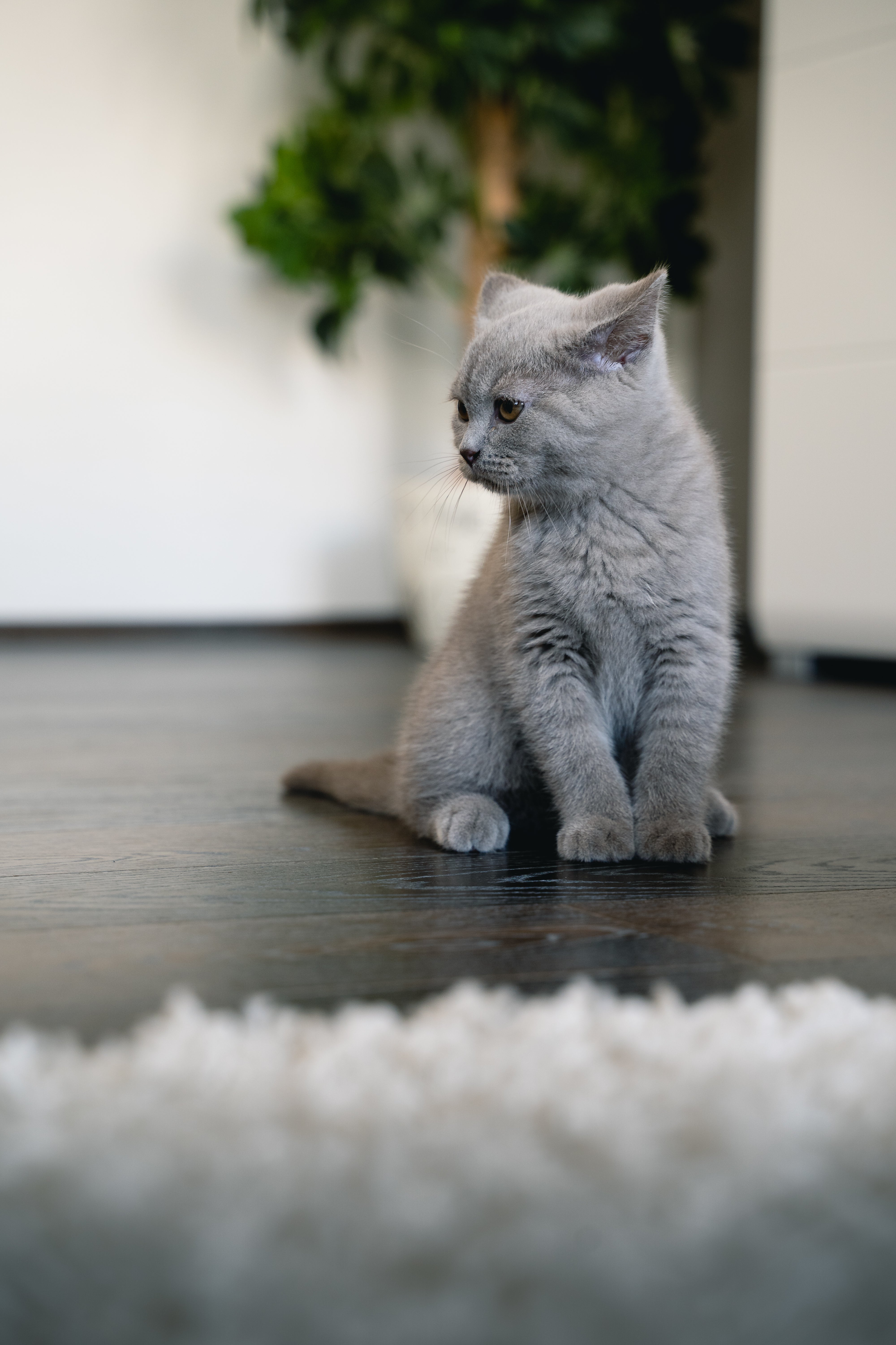 British Shorthair Pet Placement Program