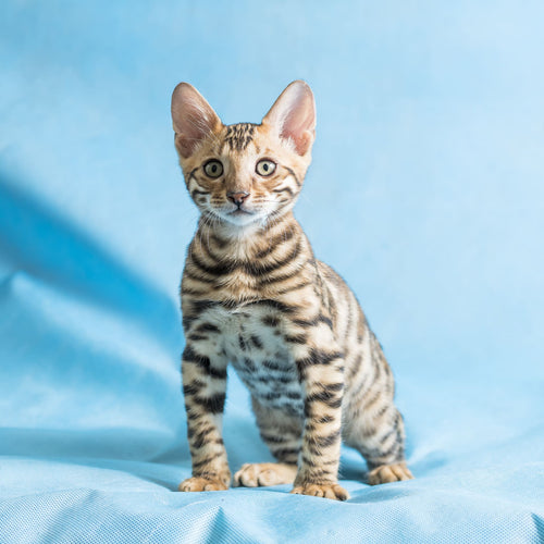 Bengal Cat Pet Placement Program