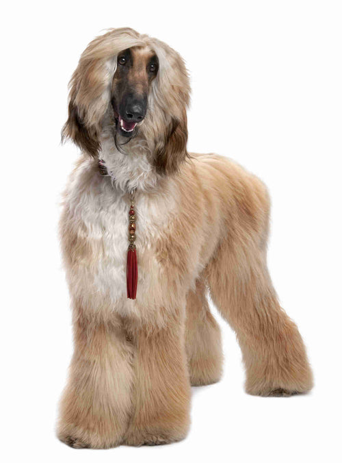 Afghan Hound Pet Placement Program