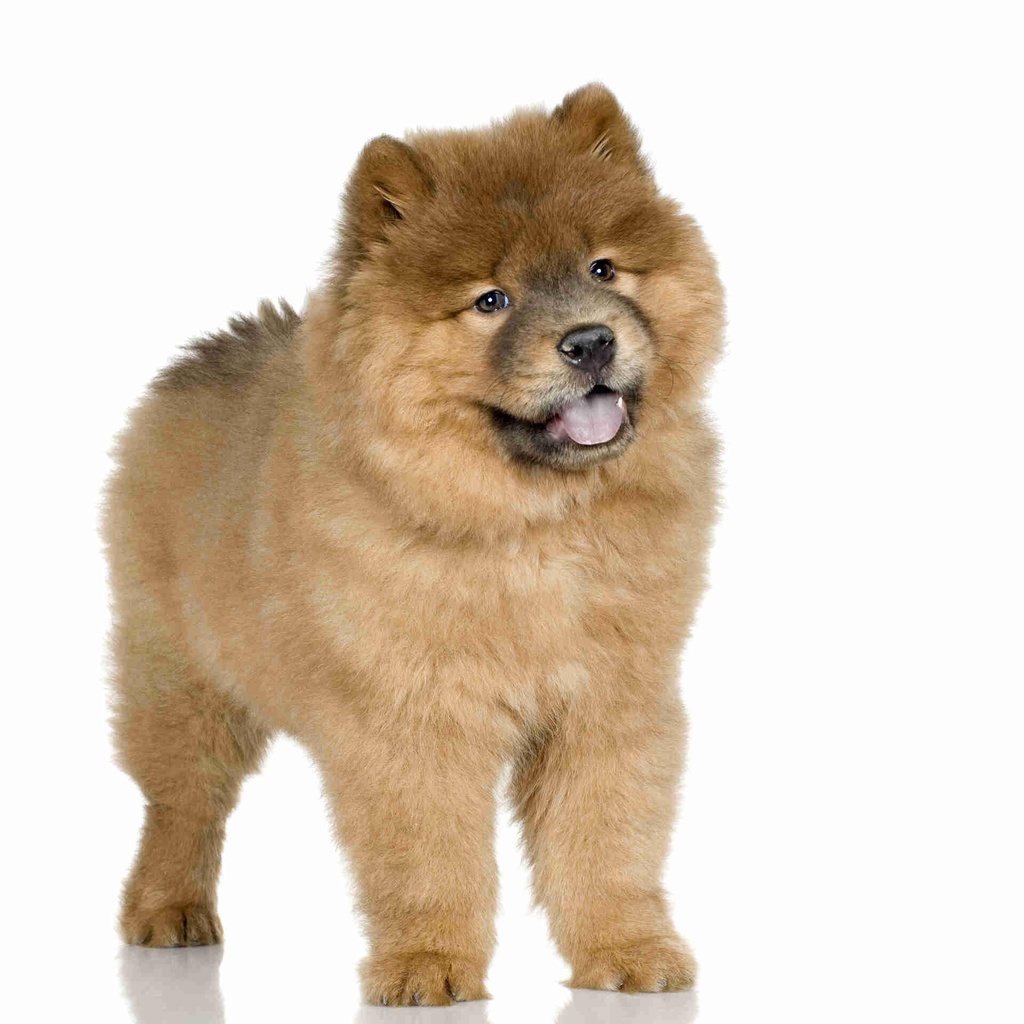 cow-chow-3-months-2024-09-27-02-16-23-utc.jpg