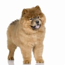 cow-chow-3-months-2024-09-27-02-16-23-utc.jpg