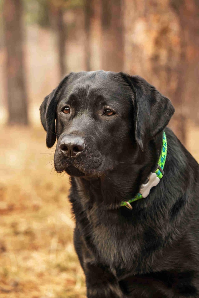 labrador-retriever-dog-breed-on-the-field-dog-run-2025-04-02-16-08-16-utc.jpg