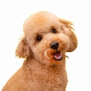 Golden Doodle