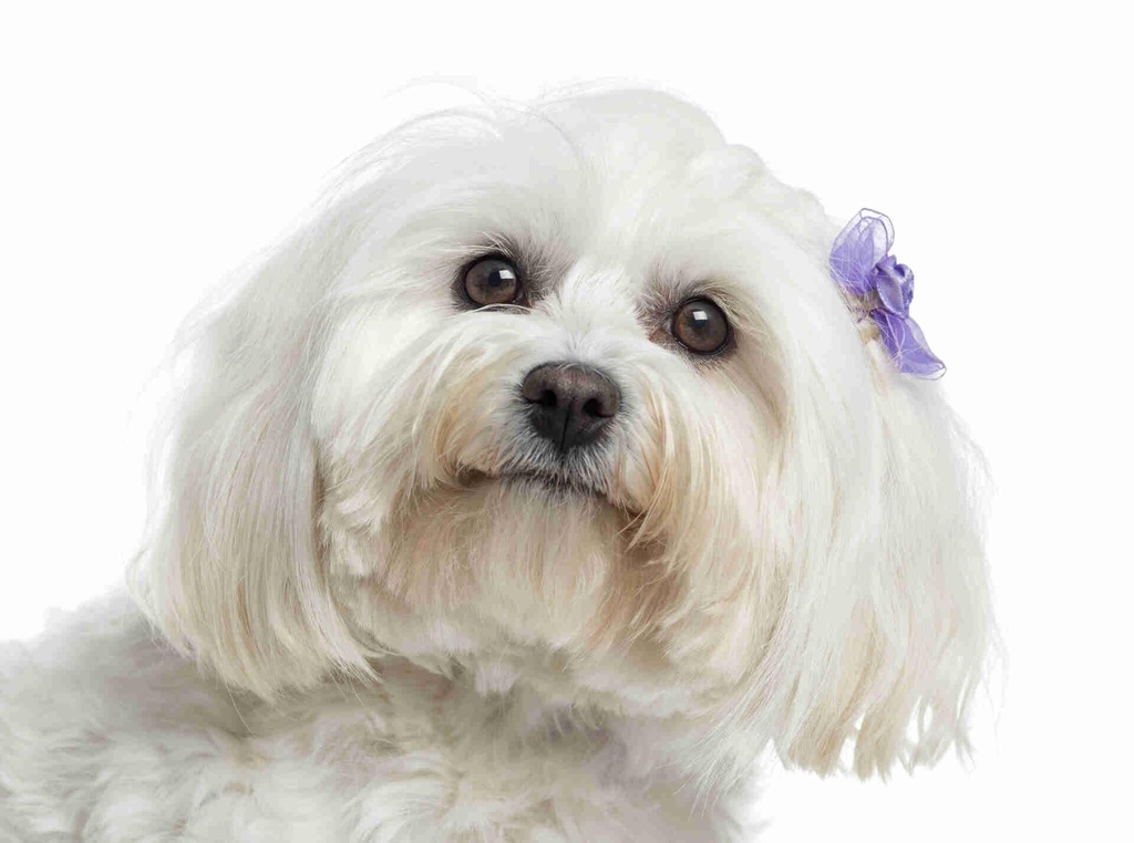 Maltese
