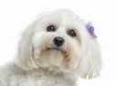 Maltese