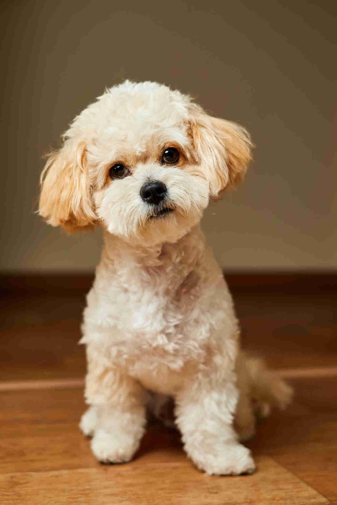 Maltipoo