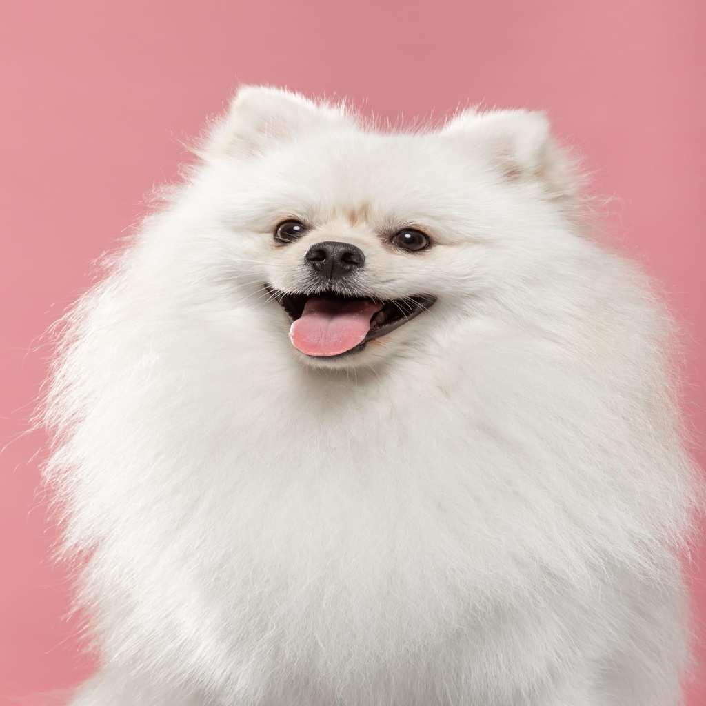 Pomeranian