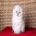 Scottish Fold