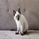 Ragdoll
