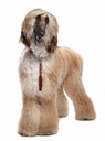 Afghan Hound
