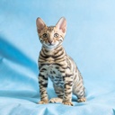 Bengal Cat