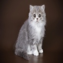 British Longhair