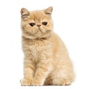 Exotic Shorthair