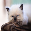 Siamese