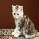 Calico